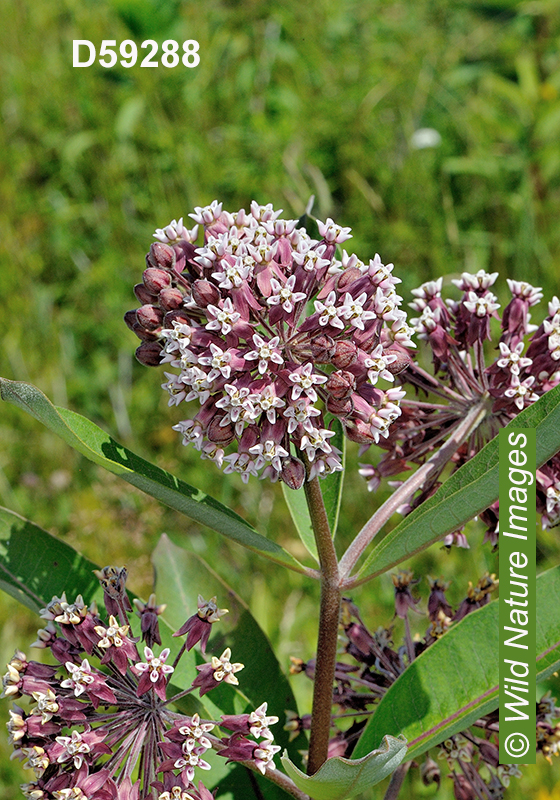 Common Milkweed (Asclepias syriaca)